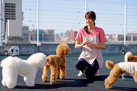 犬の幼稚園(キンダーガーテン)